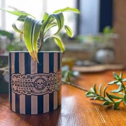 SOURPUSS POISON PLANT CONTAINER