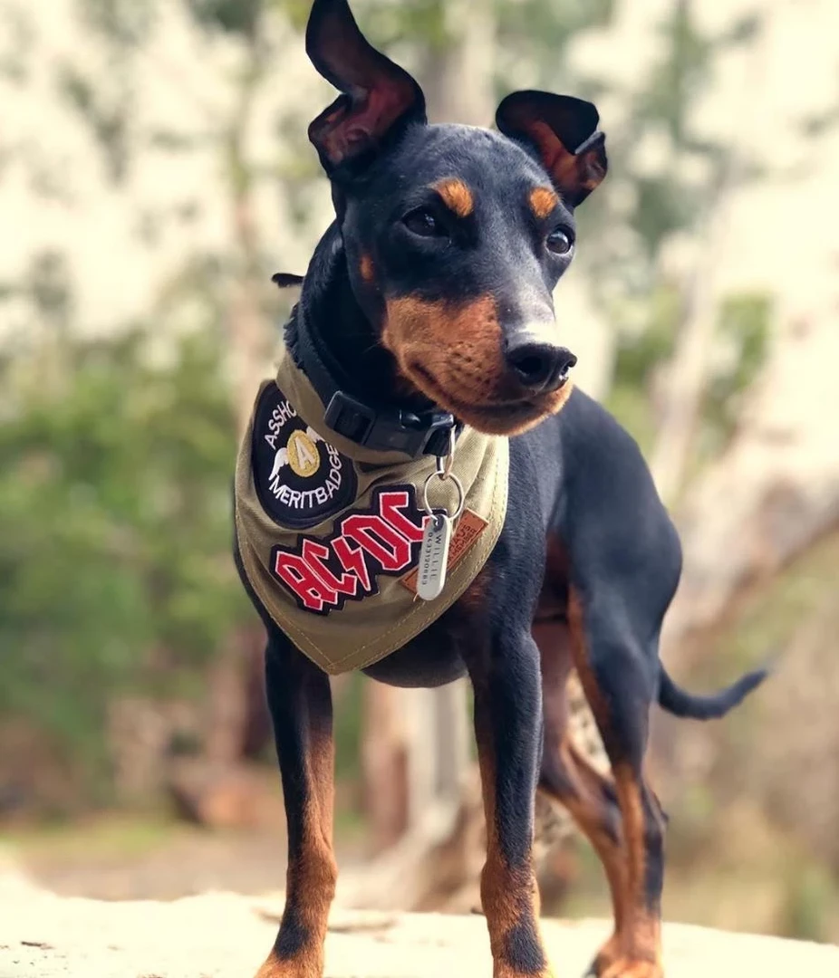 PETHAUS SCOUT DOG BANDANA 5 PETHAUS SCOUT DOG BANDANA